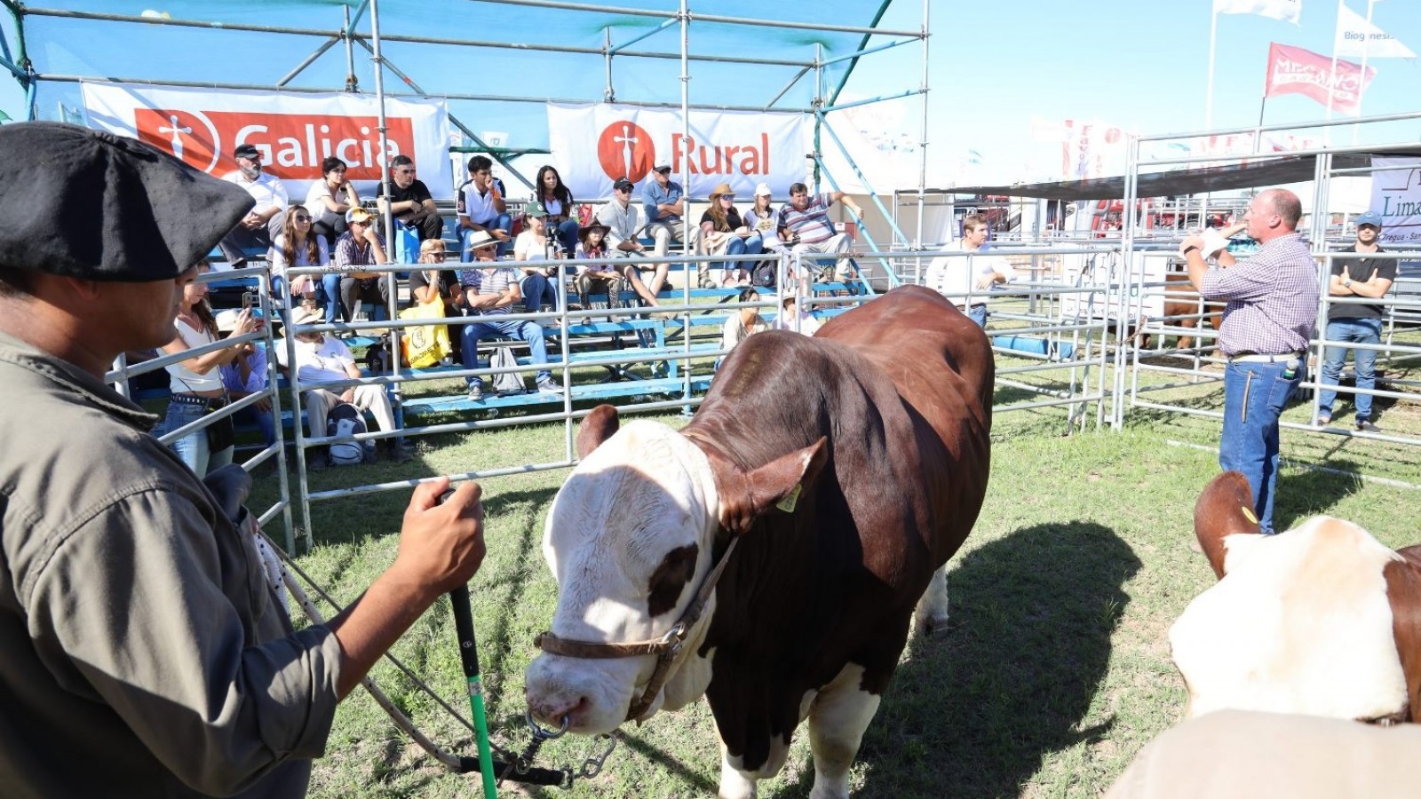 Jornada Braford en Acción para mostrar todo el potencial de la raza en Expoagro 2022